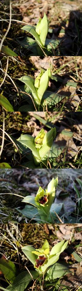 Ophrys sphegodes